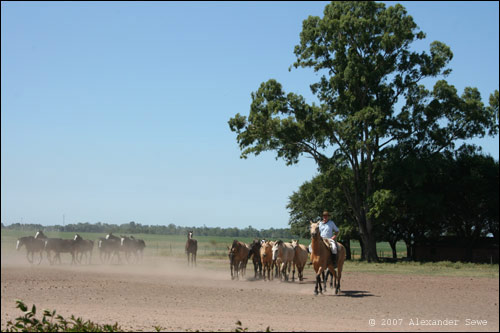 Horse show on horse ranch outside Buenos Aires