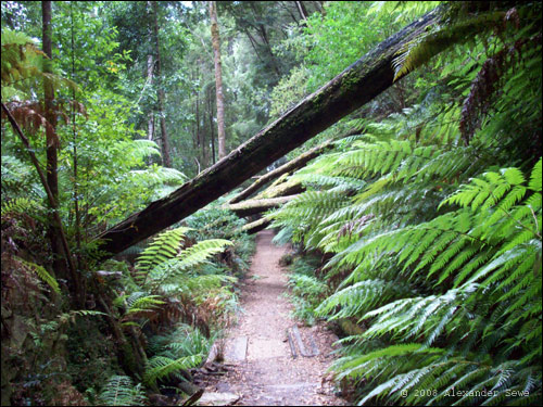 Tasmanian forest
