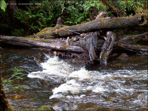 Tasmanian river