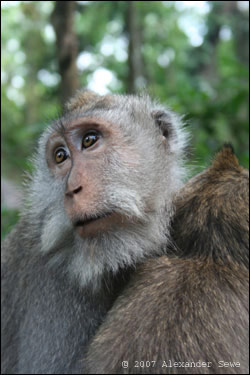Monkey in monkey forest Bali