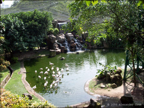Birds in the Kuala Lumpur bird park