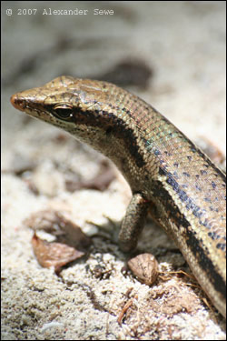 Brown gecko / lizard in sand