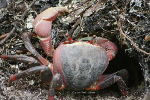 Land crab