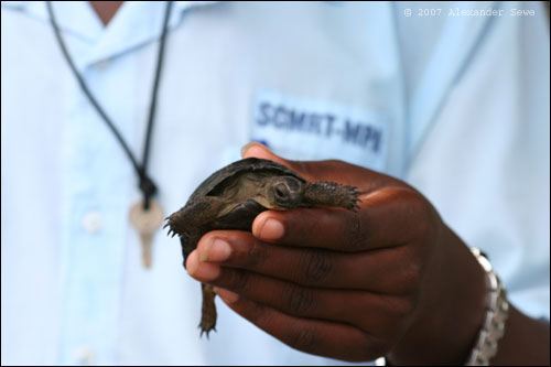 Baby tortoises / turtle