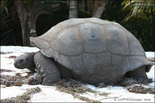Full grown tortoises