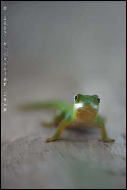 Green gecko