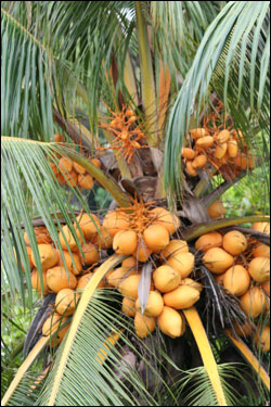 Palm tree with coconuts